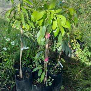 Mango Tree 20lt