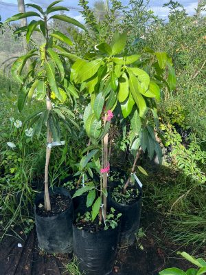 Mango Tree 20lt