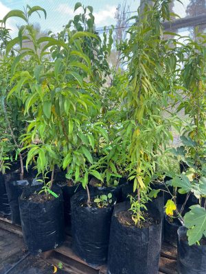 Peach Tree 20lt