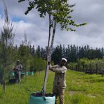 Celtis Africana 200lt Large