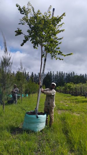 Celtis Africana 200lt Large
