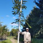 Celtis Africana 100lt Common Name: White Stinkwood