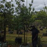 Quercus Robur 200lt Common Name: English Oak Tree