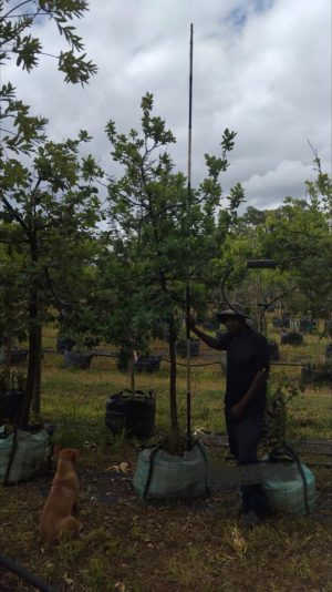 Quercus Robur 200lt Common Name: English Oak Tree