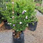 Brunfelsia Pauciflora 40lt Common Name: Yesterday, Today and Tomorrow