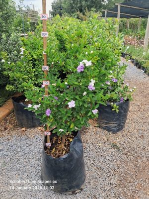 Brunfelsia Pauciflora 40lt Common Name: Yesterday, Today and Tomorrow