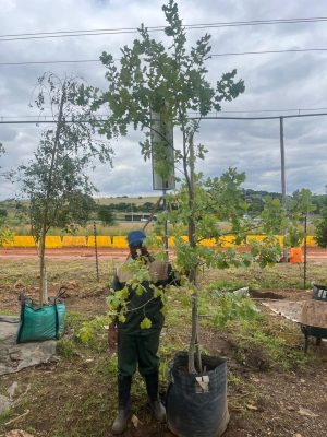Quercus Robur 100lt