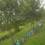 Platanus Acerifolia 200lt