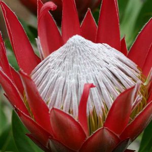 Protea Little Prince 17cm Pot Protea Little Prince 17cm Pot