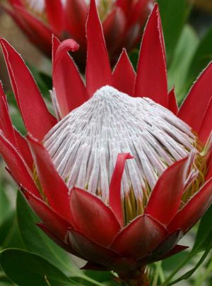 Protea Little Prince 17cm Pot