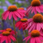 Echinacea 17cm Pot Echinacea 17cm Pot