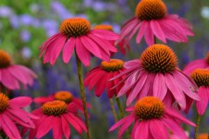 Echinacea 17cm Pot