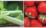 Marley Hydroponic Growing System Marley Hydroponic Growing System