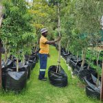 Jacaranda Mimosifolia 100lt