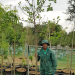 Dombeya Rotundifolia 100lt