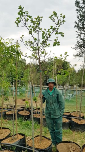 Dombeya Rotundifolia 100lt Dombeya Rotundifolia 100lt