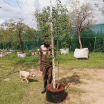 Heteropyxis Natalensis 100lt Common Name: Lavender Tree