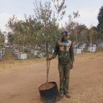 Olea Europaea Africana 100lt Common Name: Wild Olive
