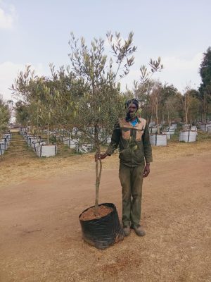 Olea Europaea Africana 100lt Common Name: Wild Olive