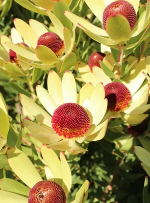 Leucadendron Ayoba African Surprise 15cm Pot Leucadendron Ayoba African Surprise 15cm Pot