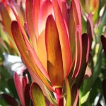Leucadendron Ayoba African Blaze 15cm Pot