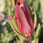 Leucadendron Ayoba African Candy 15cm Pot