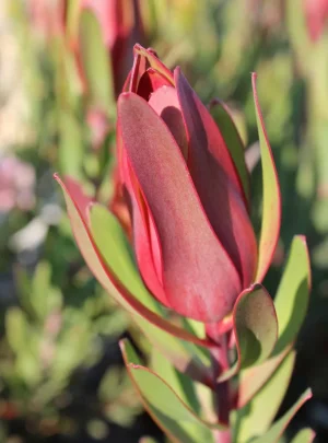 Leucadendron Ayoba African Candy 15cm Pot