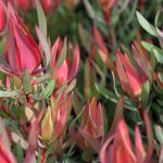 Leucadendron Harlequin 15cm pot