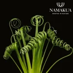 Albuca Spiralis Bulbs Common Name: the corkscrew albuca, frizzle sizzle