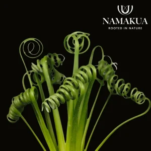 Albuca Spiralis Bulbs Common Name: the corkscrew albuca, frizzle sizzle