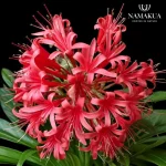 Ammocharis Coranica Bulbs Common Name: Ground lily; Karoo lily