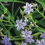 Aristea Ecklonii Bulbs Common Name: Blue Stars