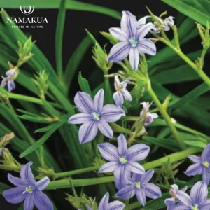 Aristea Ecklonii Bulbs Common Name: Blue Stars