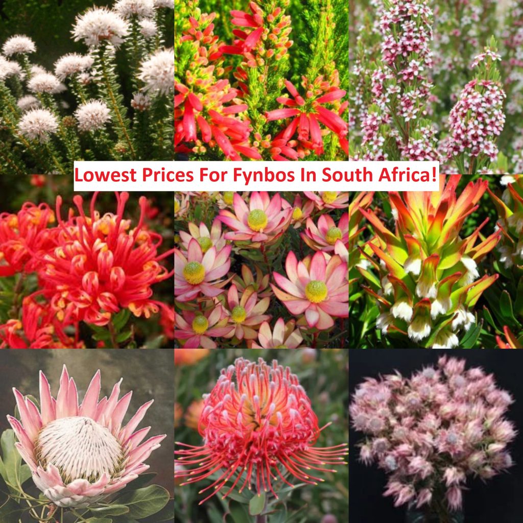 cheapest prices on fynbos and proteas in south africa. www.clikcnplant.co.za