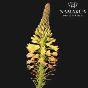 Bulbine abyssinica - Evergreen Bulbs Common Name: Broad-Leaved Bulbine