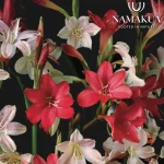 Cape Watsonia 'Pastel Palette' Bulbs Common Name: Suurkonel