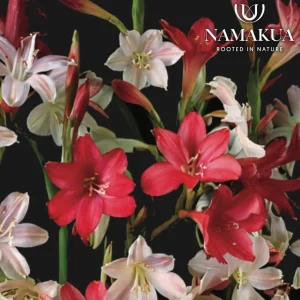 Cape Watsonia 'Pastel Palette' Bulbs Common Name: Suurkonel