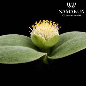 Haemanthus Deformis Evergreen Bulbs Common Name: White Paint Brush