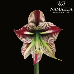 Hippeastrum Papilio Bulbs Common Name: Butterfly Amaryllis