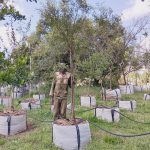 Searsia Lancea 200lt Common Names: Karee, Rooikaree, black karee Searsia Lancea 200lt Common Names: Karee, Rooikaree, black karee