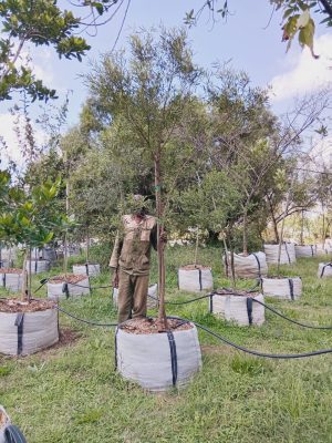 Searsia Lancea 200lt Common Names: Karee, Rooikaree, black karee
