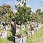 Ilex mitis 200lt Common names: African Holly, Cape holly, wild holly, water tree