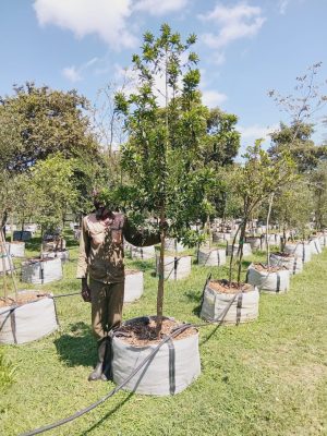 Ilex mitis 200lt Common names: African Holly, Cape holly, wild holly, water tree