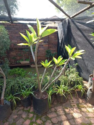Frangipani Tree 20lt