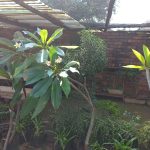 Frangipani Tree 20lt