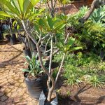 Frangipani Tree 20lt