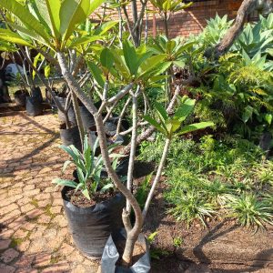 Frangipani Tree 20lt