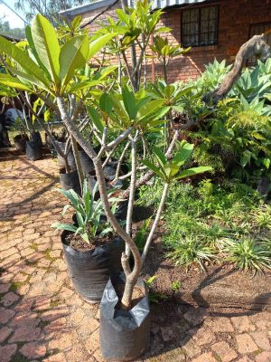 Frangipani Tree 20lt