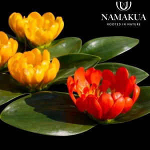 Daubenya Bulbs Common Name: Jewel of the desert