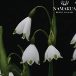 Leucojum aestivum 'Bridesmaid' Bulbs Common Name: Snowflake Plant, Bridesmaid Plant